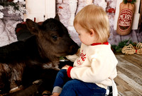 Xander {Cow Christmas Mini}