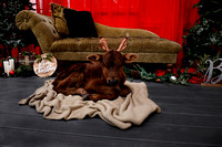 Chelsea {Christmas Cow Mini}